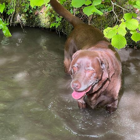 Kabin In The Woods Villa Llandybie Esterno foto