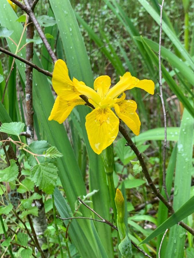 Kabin In The Woods Llandybie Esterno foto