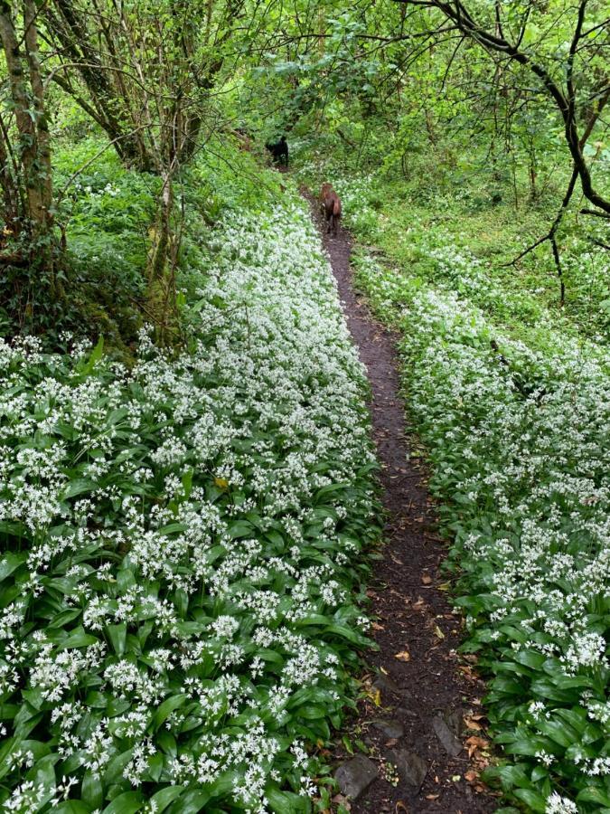 Kabin In The Woods Villa Llandybie Esterno foto