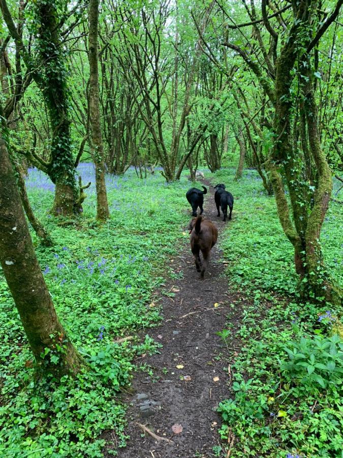 Kabin In The Woods Villa Llandybie Esterno foto