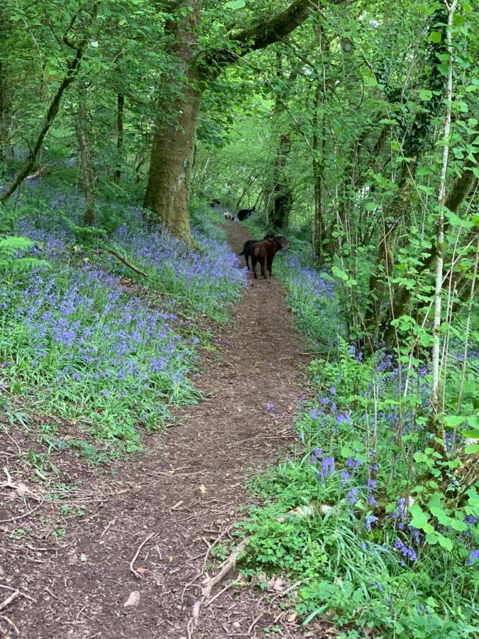 Kabin In The Woods Llandybie Esterno foto