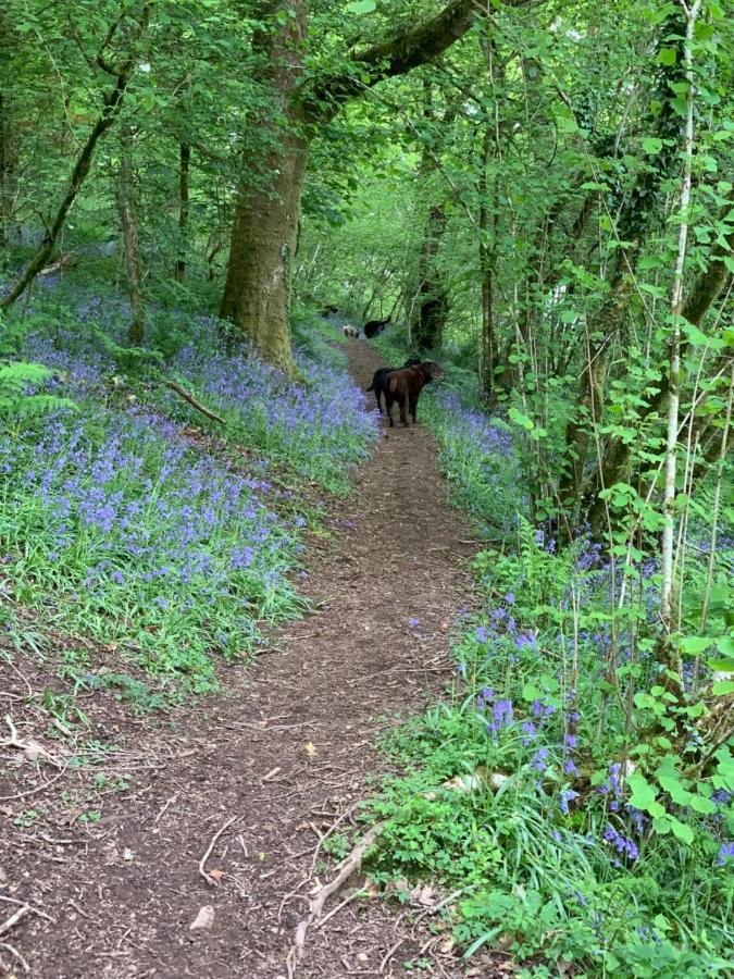 Kabin In The Woods Villa Llandybie Esterno foto