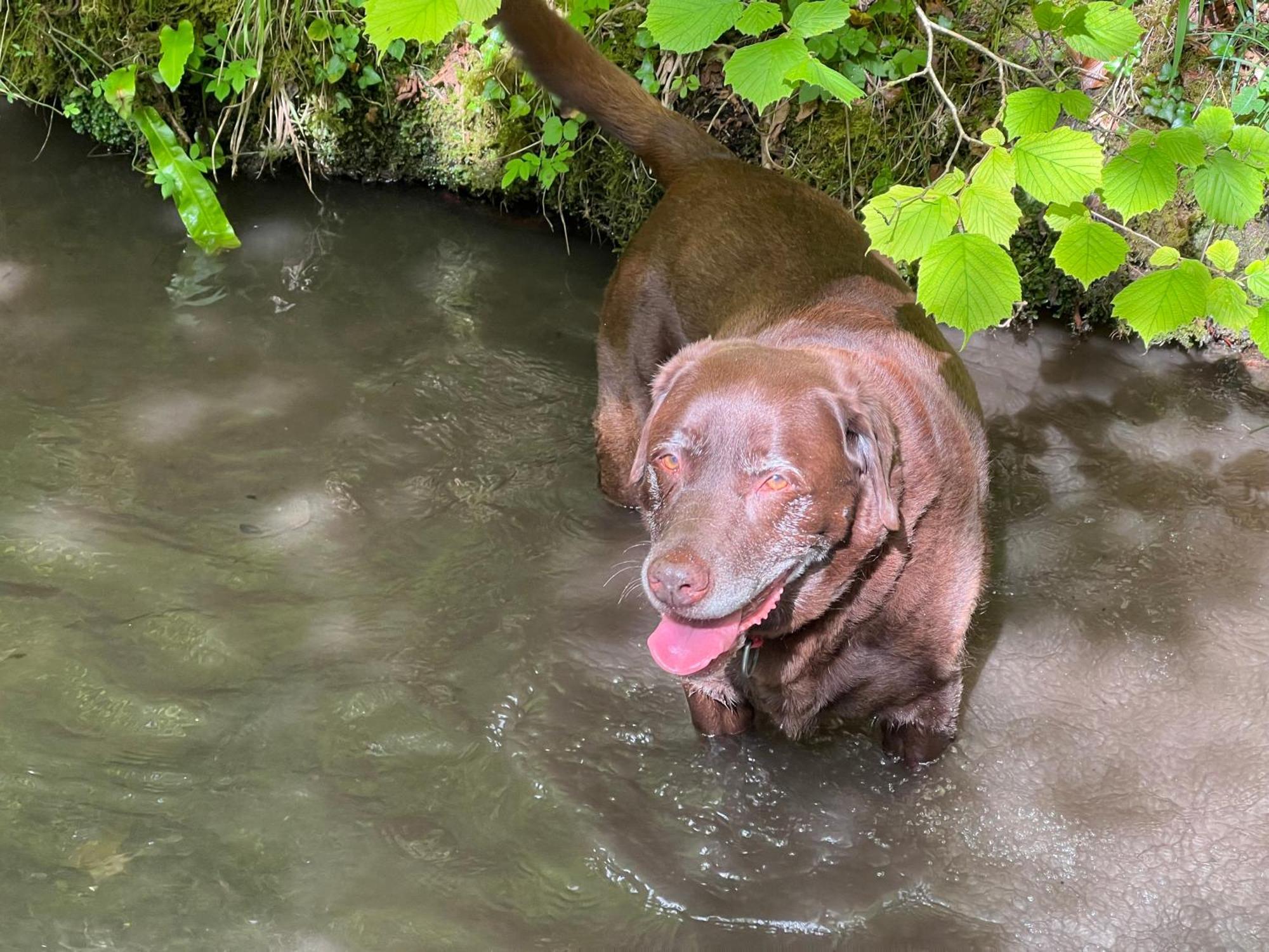Kabin In The Woods Llandybie Esterno foto