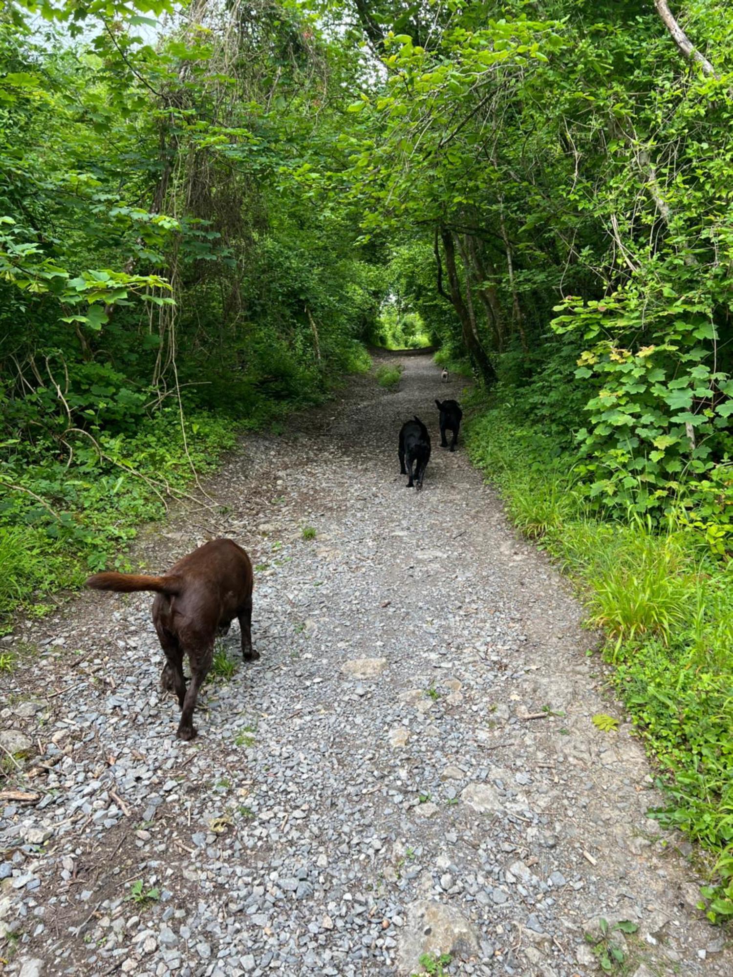 Kabin In The Woods Villa Llandybie Esterno foto